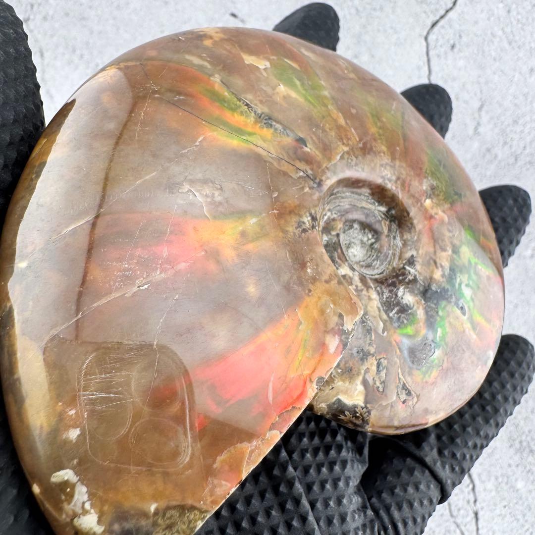 G-77天然アンモナイト原石　游色多色アンモナイト化石 天然石　コレクション標本