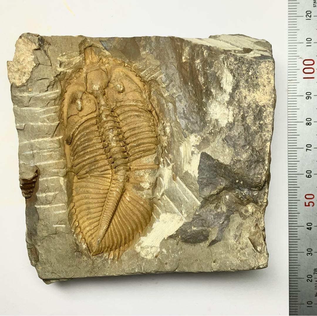 三葉虫　化石　Coronocephalus