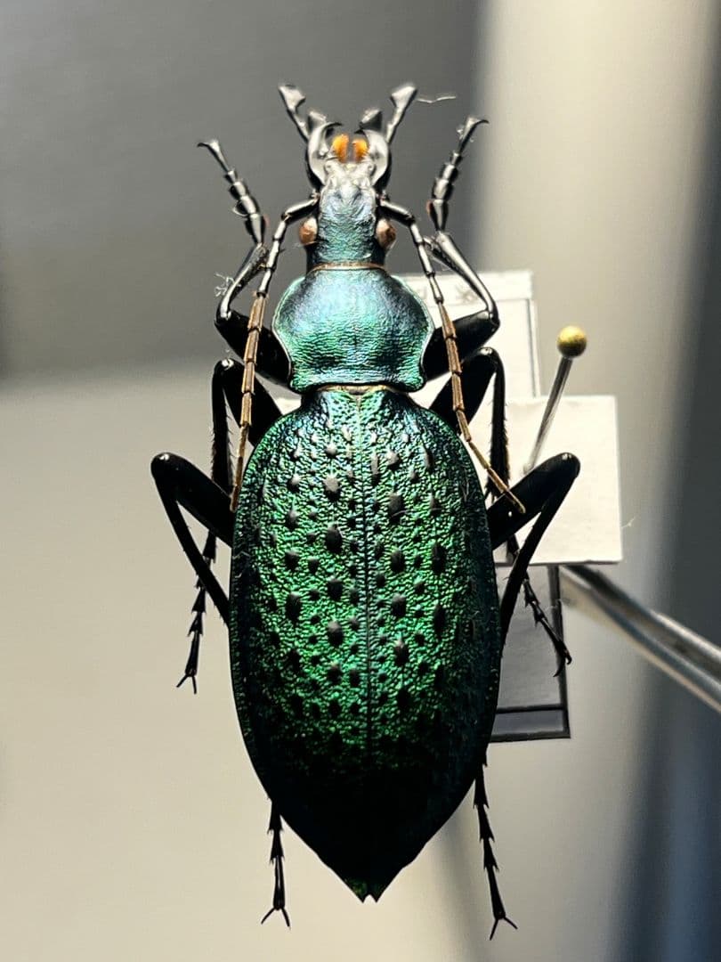 【極美個体】アオカブリモドキ オサムシ標本 オサムシ マイマイカブリ ハンミョウ