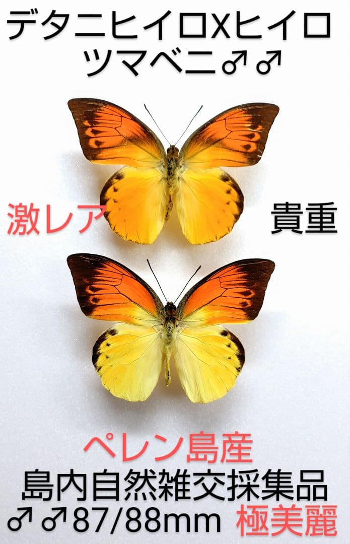 【自然雑交種】デタニヒイロ×ヒイロツマベニチョウ♂♂標本★ペレン島産★美麗