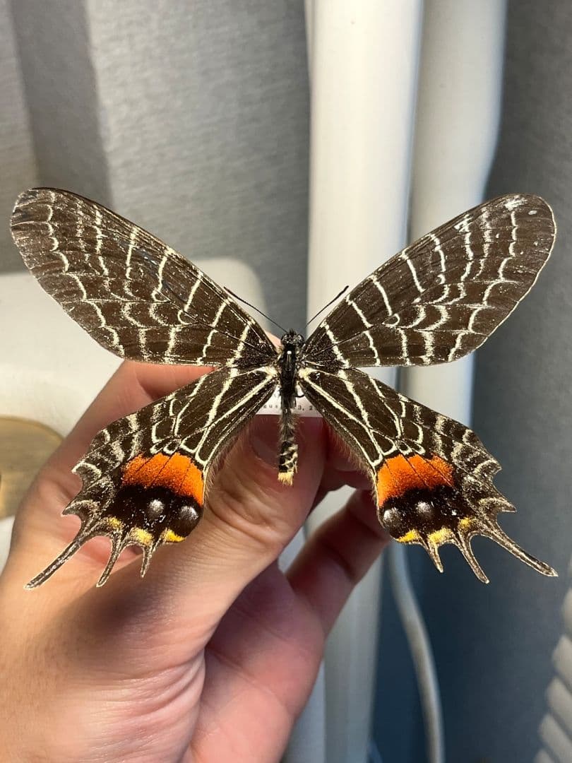 シボリアゲハ モルフォ蝶 蛾ピカソモスモルフォチョウMorpho昆虫標本