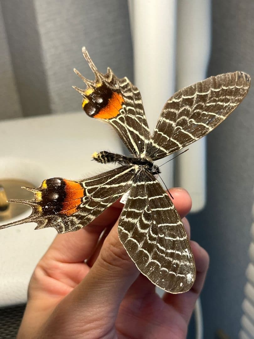 シボリアゲハ モルフォ蝶 蛾ピカソモスモルフォチョウMorpho昆虫標本