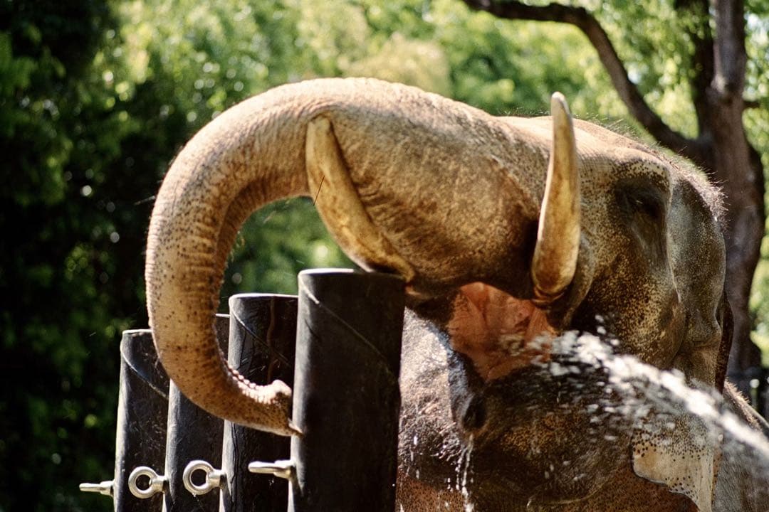 OLYMPUS OM2 + 50 1.8 フィルムカメラ 実用品 付属品あり