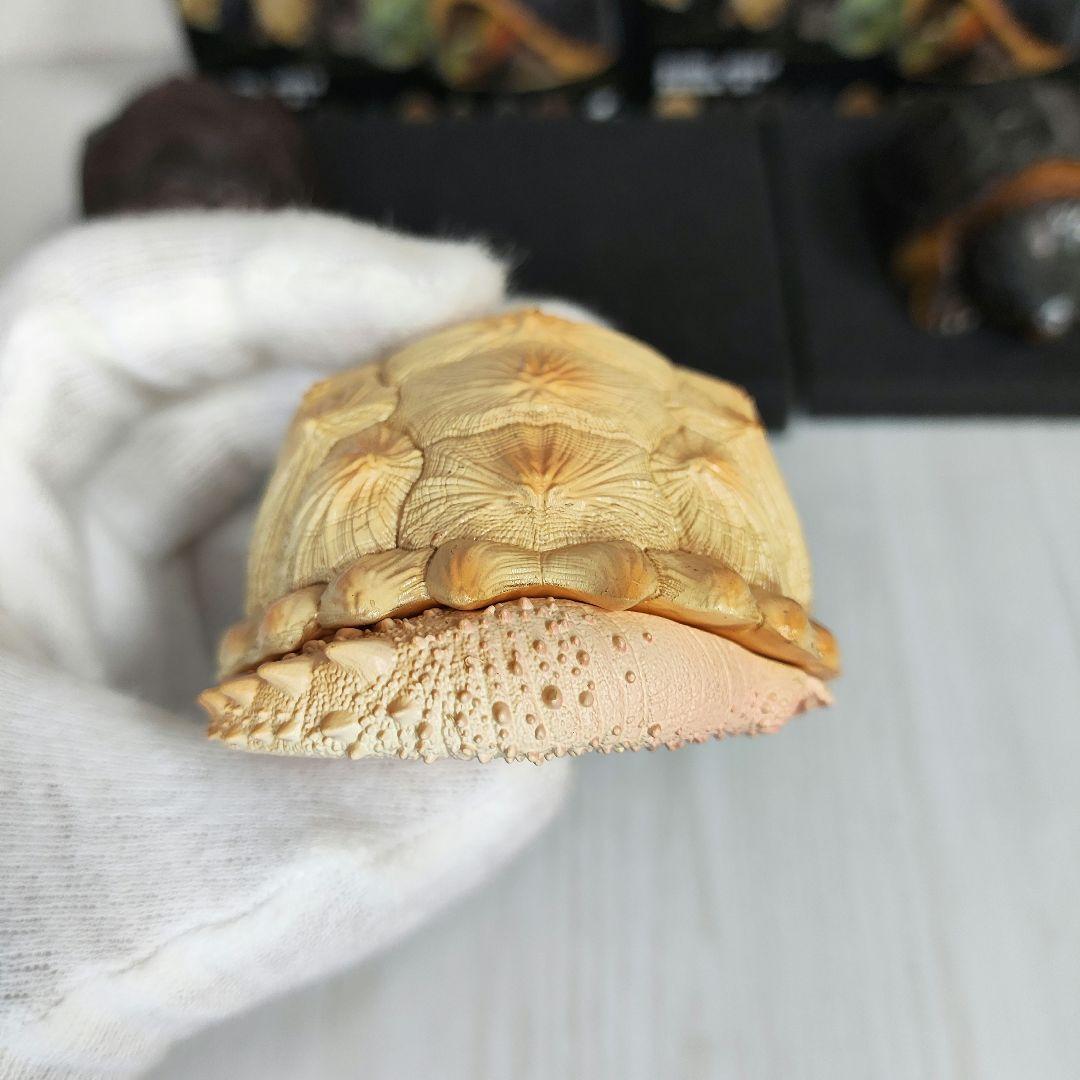 【動物の惑星】★激レア★第1弾亀廃盤品ワニガメ+カミツキガメ!! フィギュア