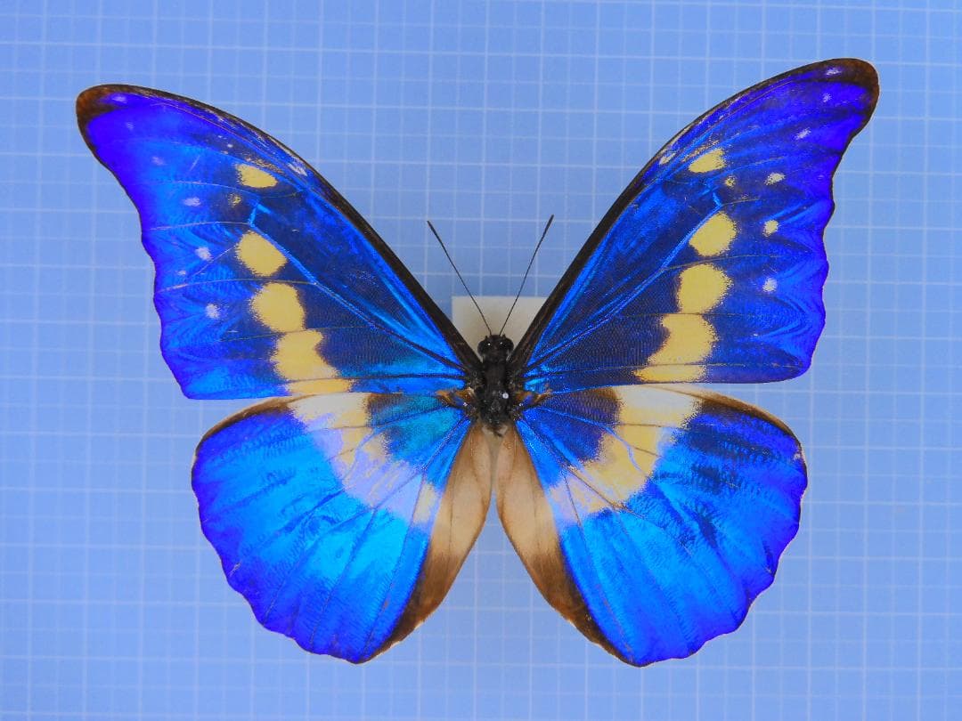 ヘレナモルフォ　110mm