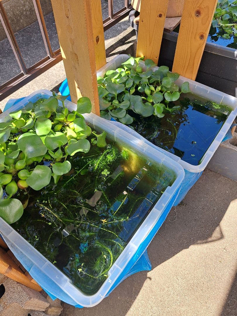 【専用ページ】天然 アナカリス、1000本【超メルカリ市価格】