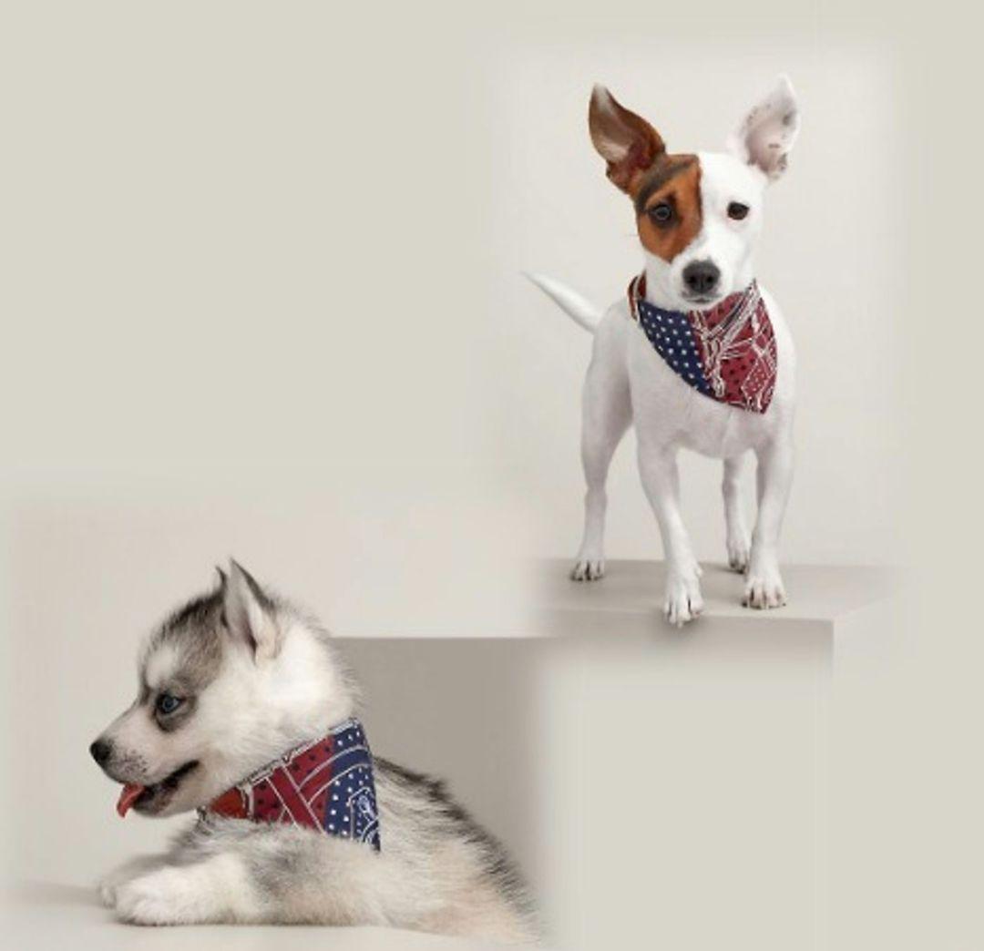 【超希少】エルメス　犬用バンダナ