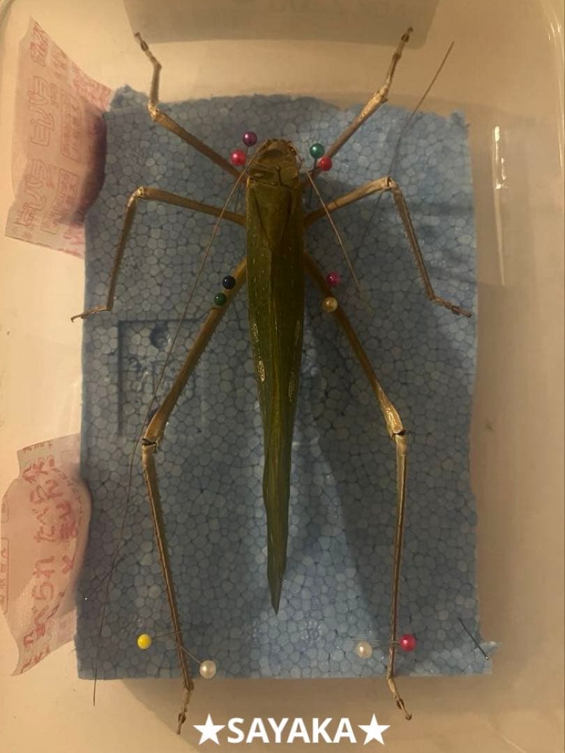 ★昆虫標本★【アシナガオオコノハギス】特大‼︎