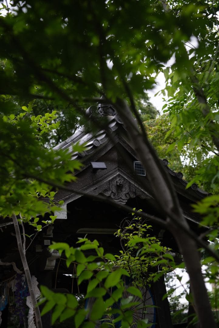 色違いの環がかかる！Leica coated Summar オールドレンズ