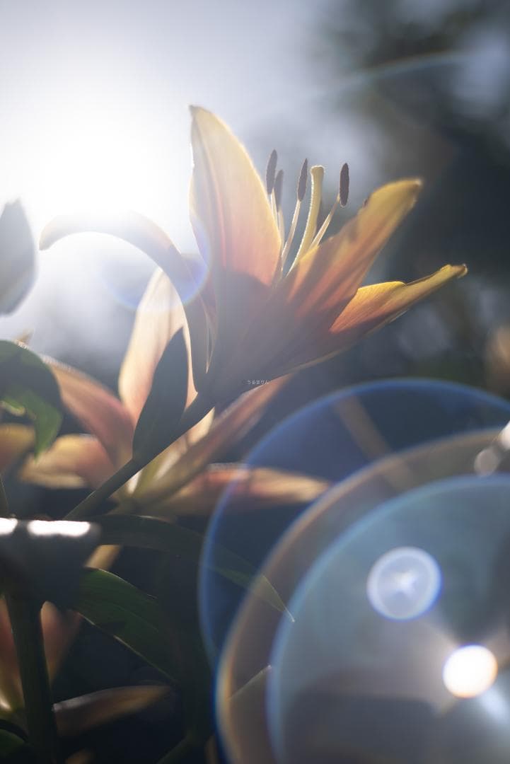 色違いの環がかかる！Leica coated Summar オールドレンズ