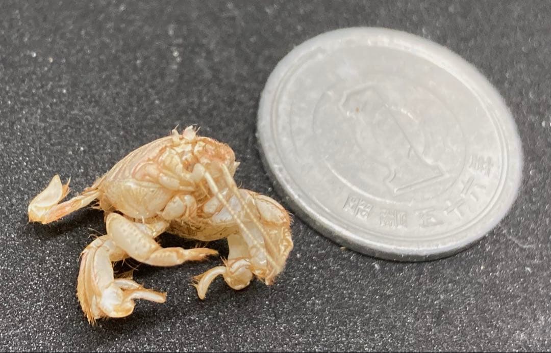 極小クダヒゲガニ 標本　カニ　乾燥標本　甲殻類