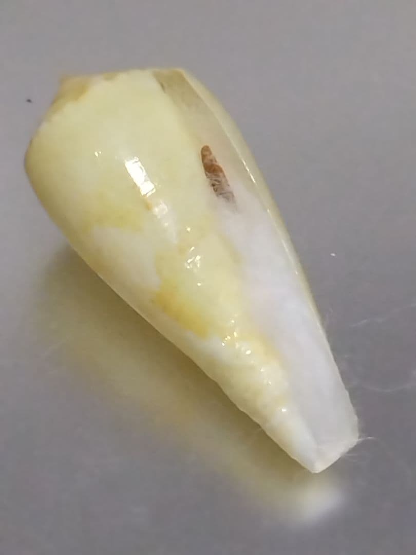 貝殻 ≪極希産！黄色変異！≫ タミコイモ イモガイ科