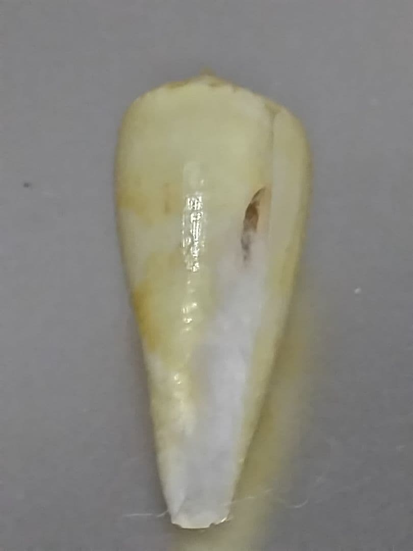 貝殻 ≪極希産！黄色変異！≫ タミコイモ イモガイ科