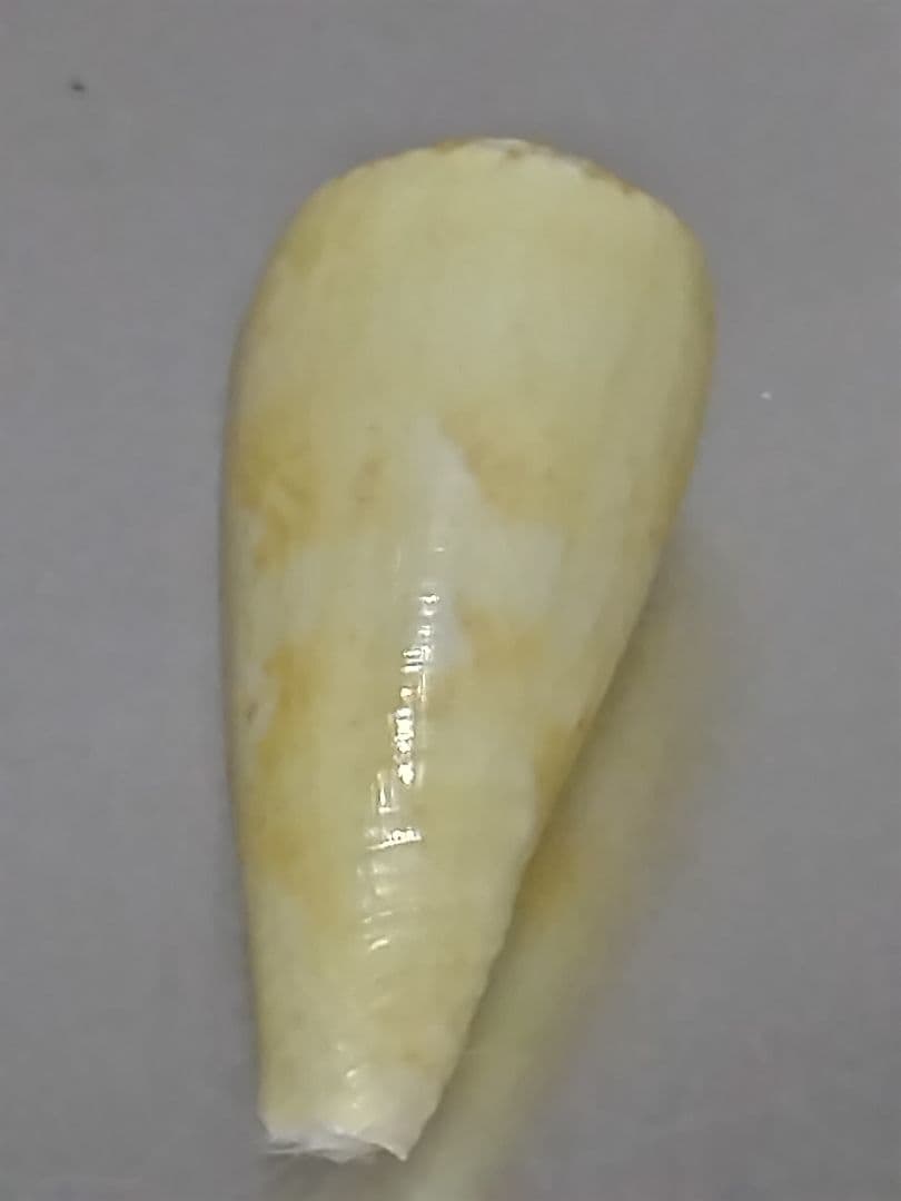 貝殻 ≪極希産！黄色変異！≫ タミコイモ イモガイ科