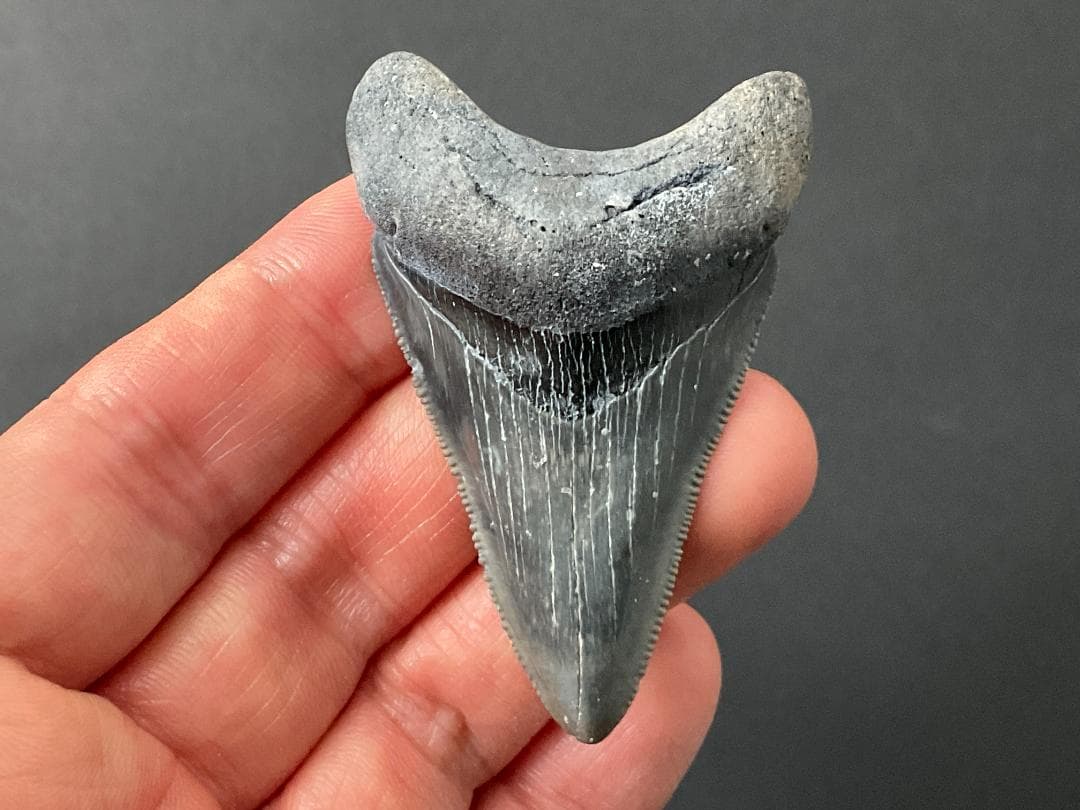 メガロドンの歯 [MG208] 化石