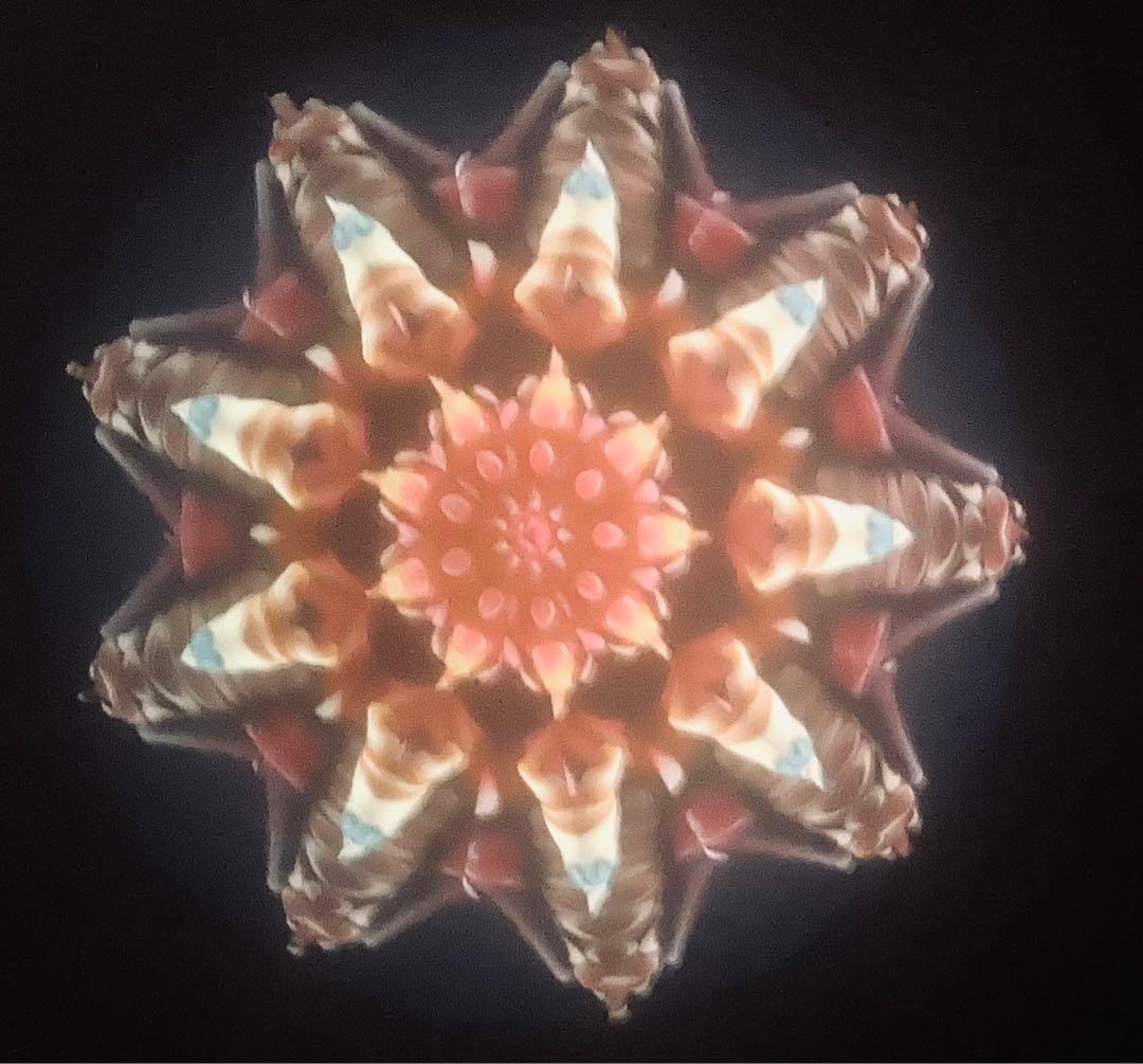 万華鏡　ルーク&サリー・デュレット夫妻　Bali Hai Botanicals