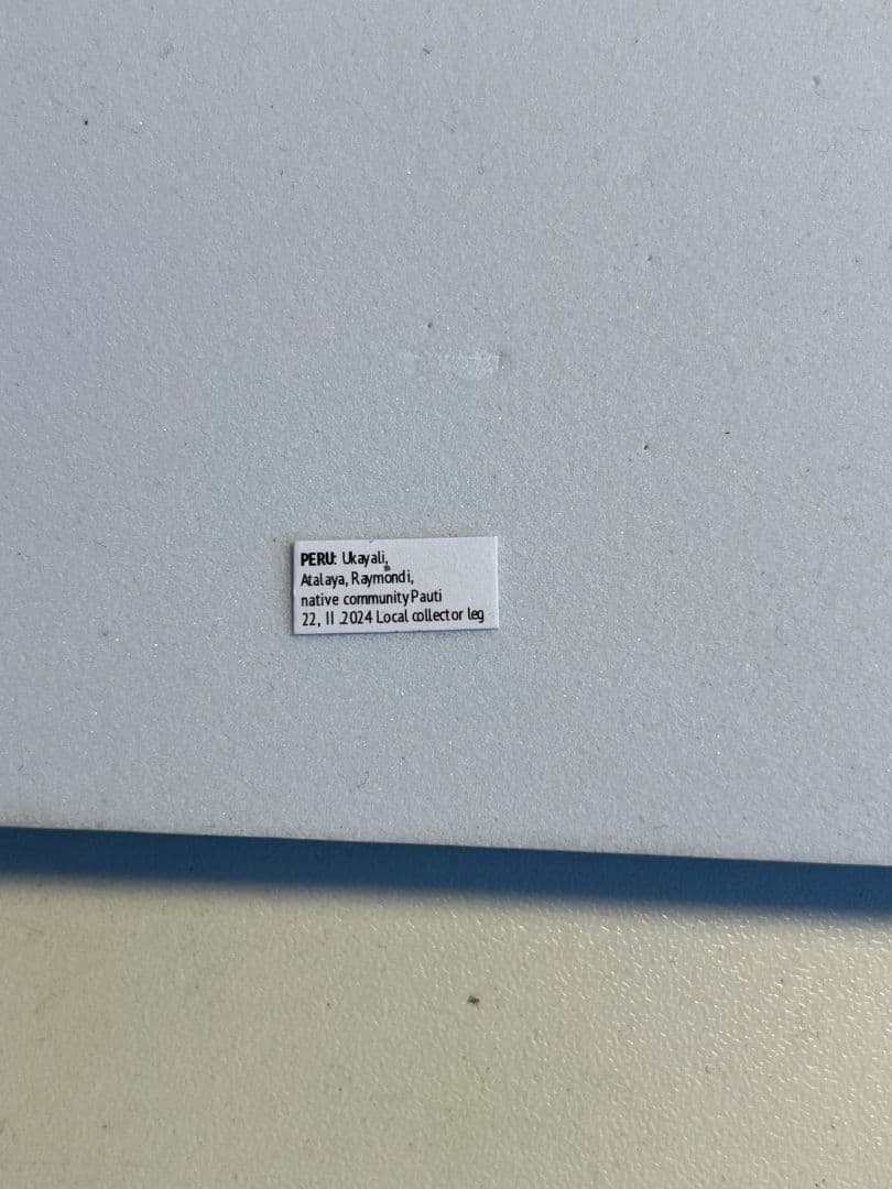 【標本】ナンベイマルムネカマキリ Choeradodisキリギリスカマドウマ