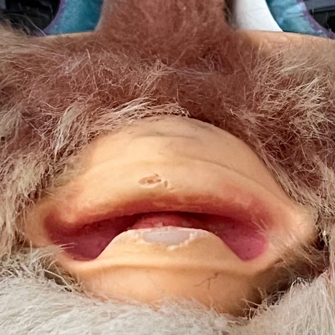 ファービー2　クランベリークッキー　青目　英語版 furby2 #13