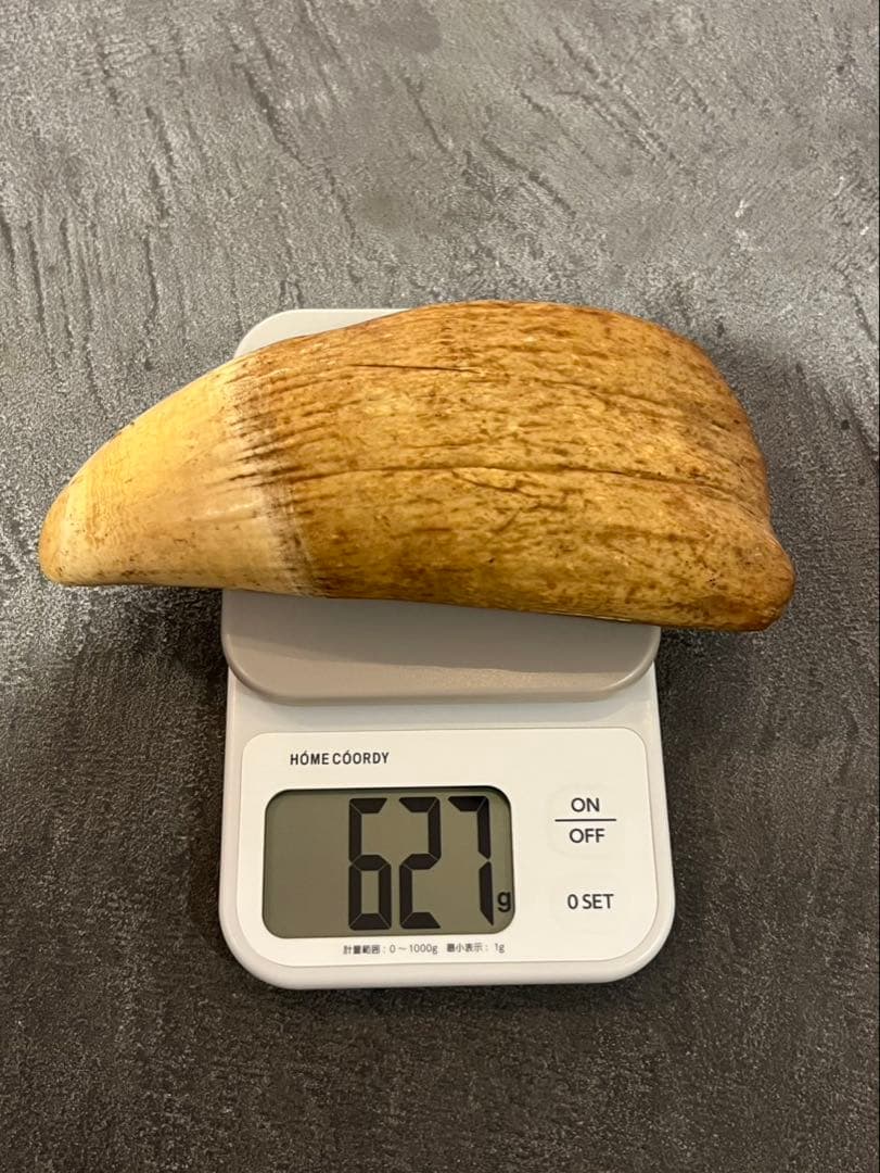 マッコウクジラの歯　２本セット