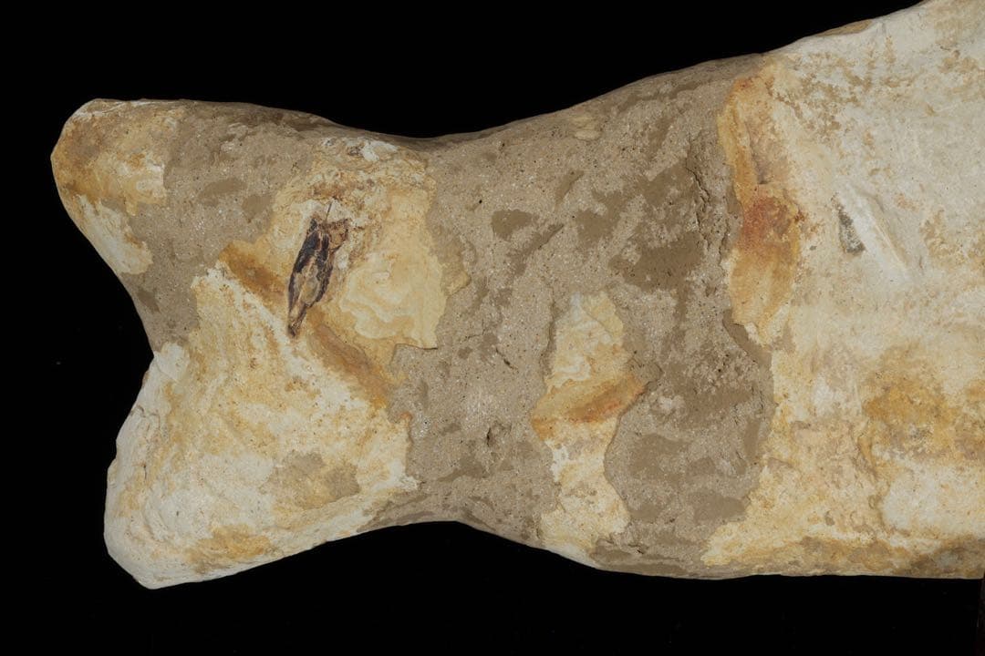 白亜紀前期 サンタナ層産 古代魚化石 クラドキクルス 古生物化石 標本 骨格