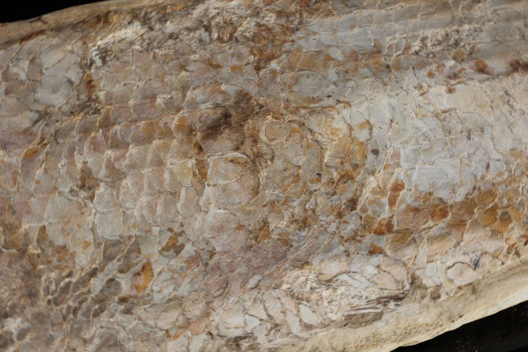 白亜紀前期 サンタナ層産 古代魚化石 クラドキクルス 古生物化石 標本 骨格