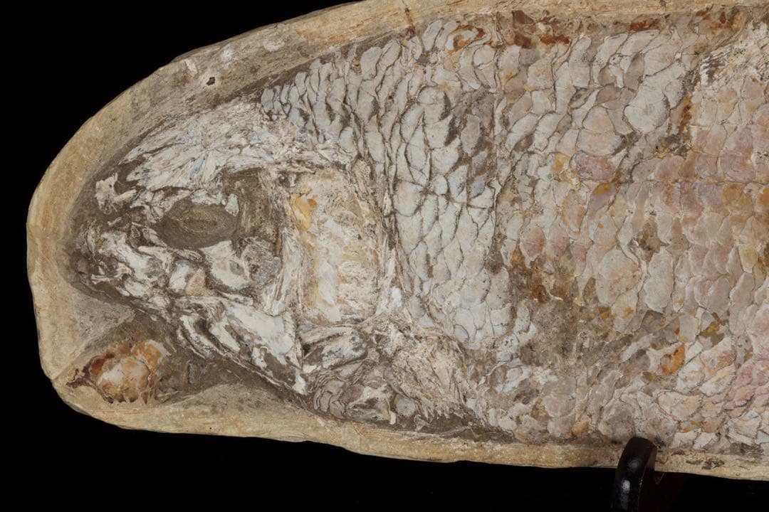 白亜紀前期 サンタナ層産 古代魚化石 クラドキクルス 古生物化石 標本 骨格