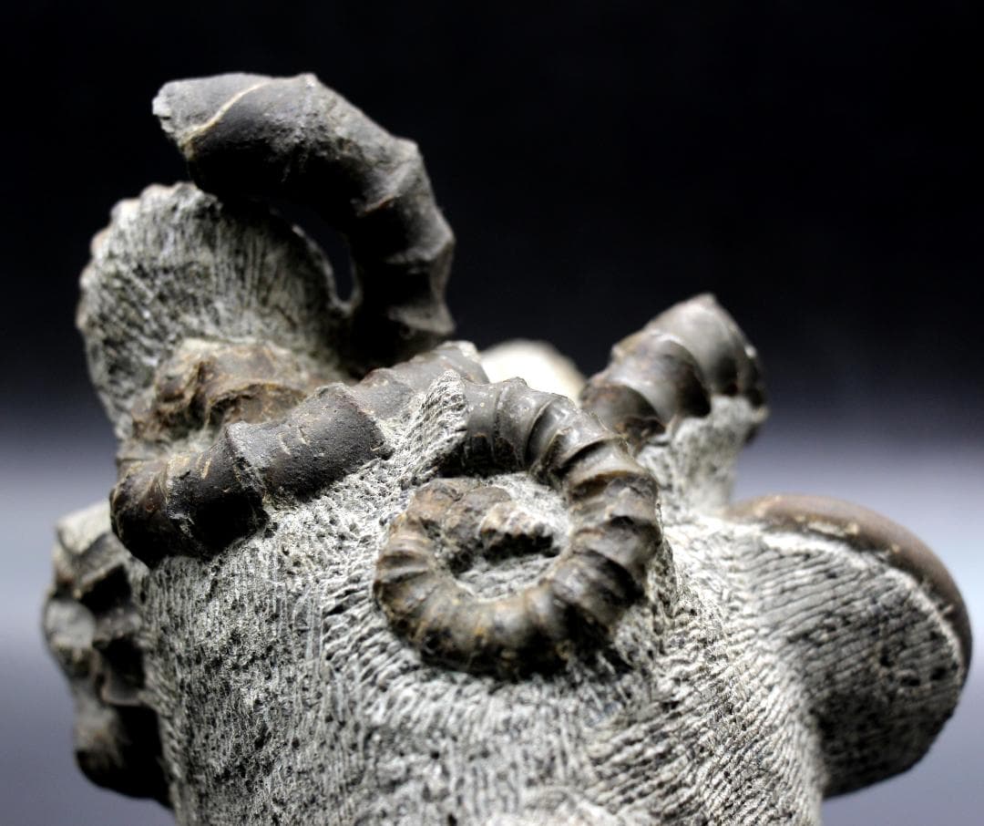 【限定値下げ中】博物館級 異常巻 アンモナイト 7化石密集 アイノセラス 高品質