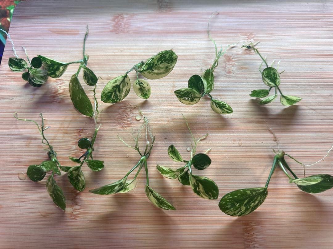 アヌビアスナナ　斑入りキング　10 株