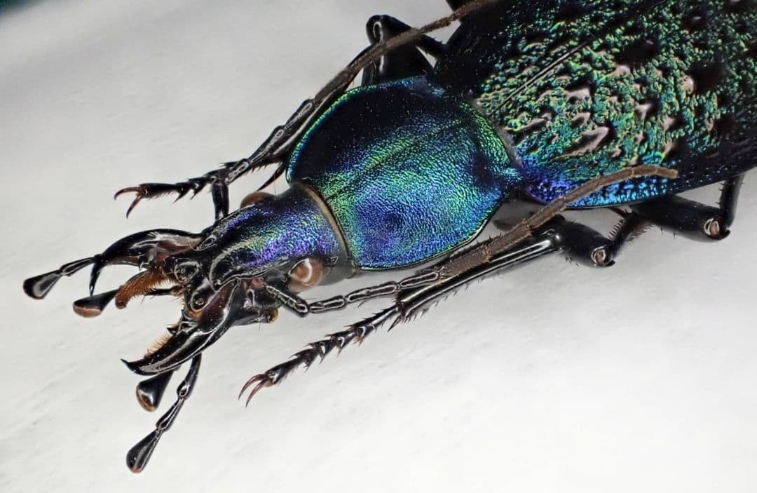 カブリモドキ　飼育交雑個体