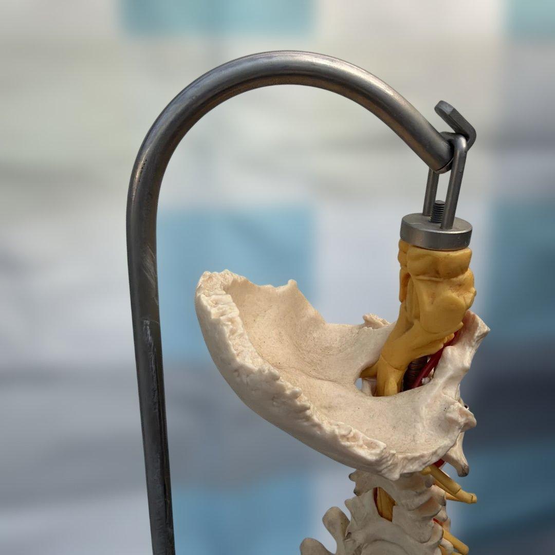 脊椎モデル 約85cm 可動式