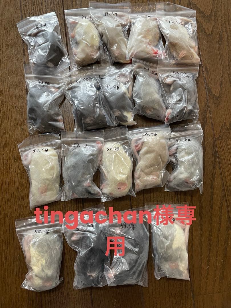 冷凍爬虫類・両生類の餌 まとめて