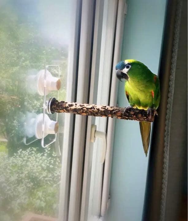 アクリル板止まり木セット 小型 中型 大型インコ兼用 風呂場 車窓 備長炭