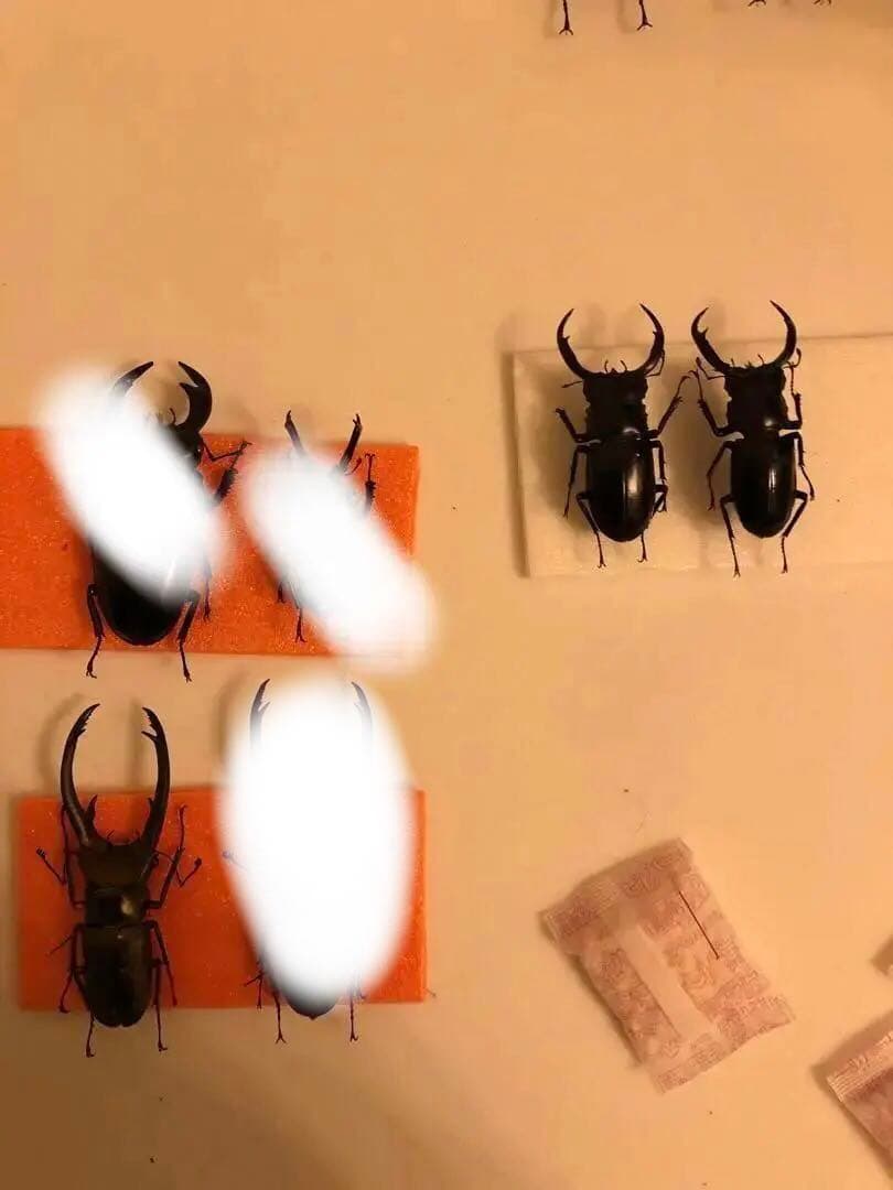 セット販売　標本