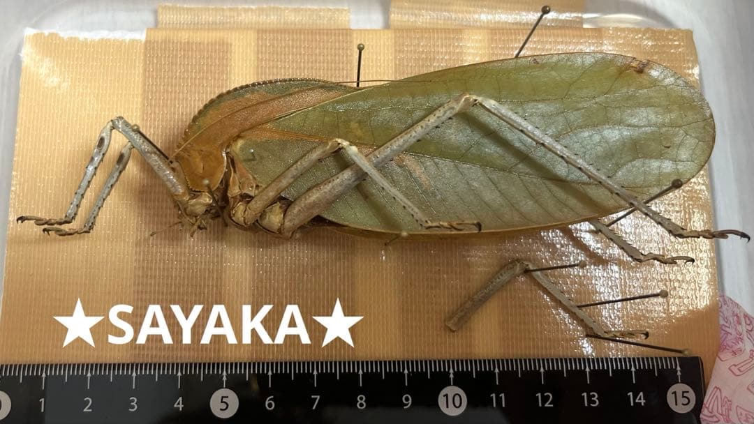 ★昆虫標本★【パプアオオコノハギス】Siliquofera grandis