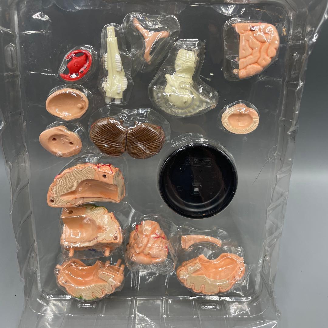 3点セット スカイネット 立体パズル 4D VISION 人体解剖