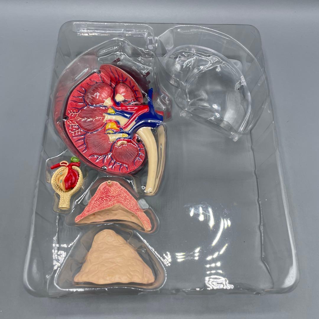 3点セット スカイネット 立体パズル 4D VISION 人体解剖