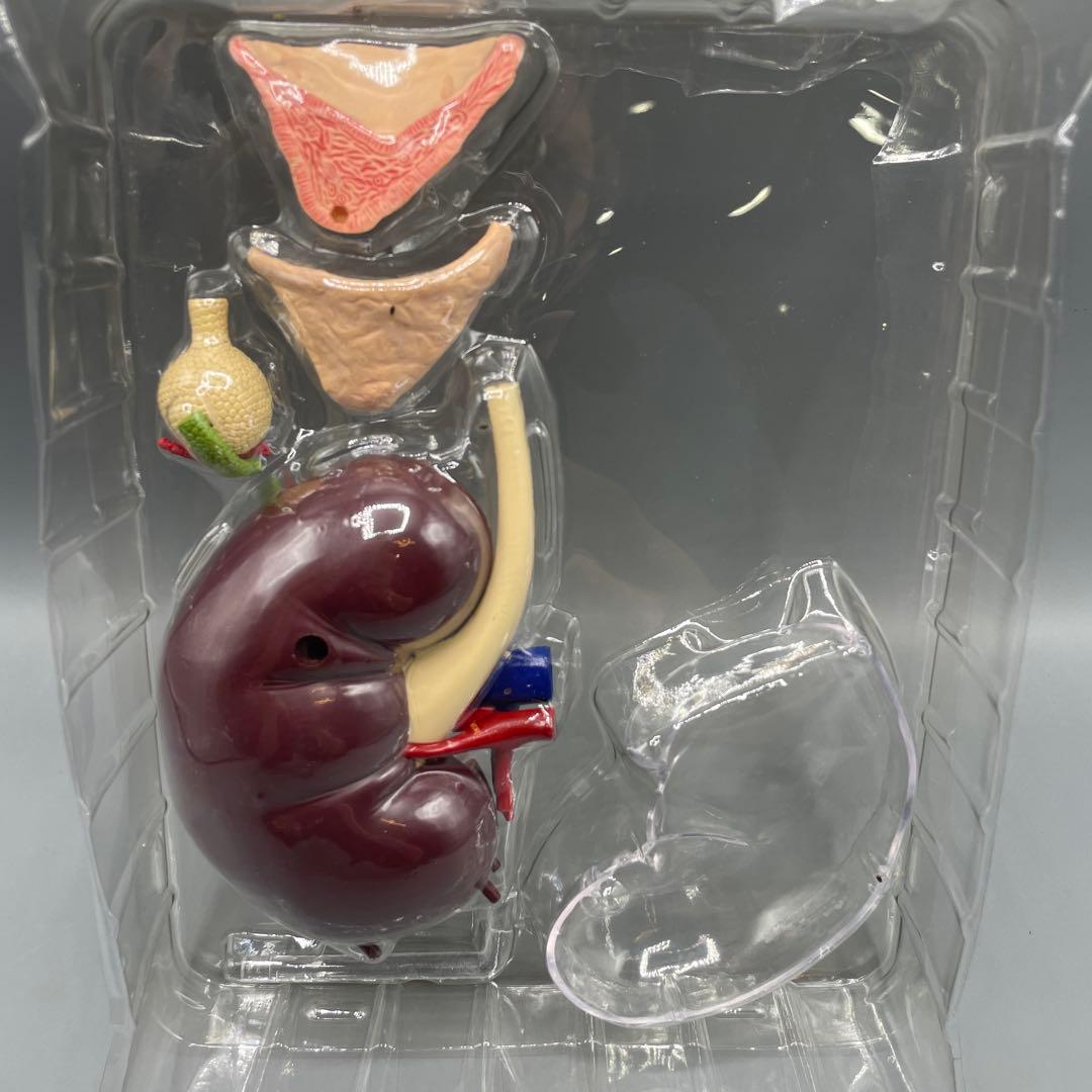 3点セット スカイネット 立体パズル 4D VISION 人体解剖