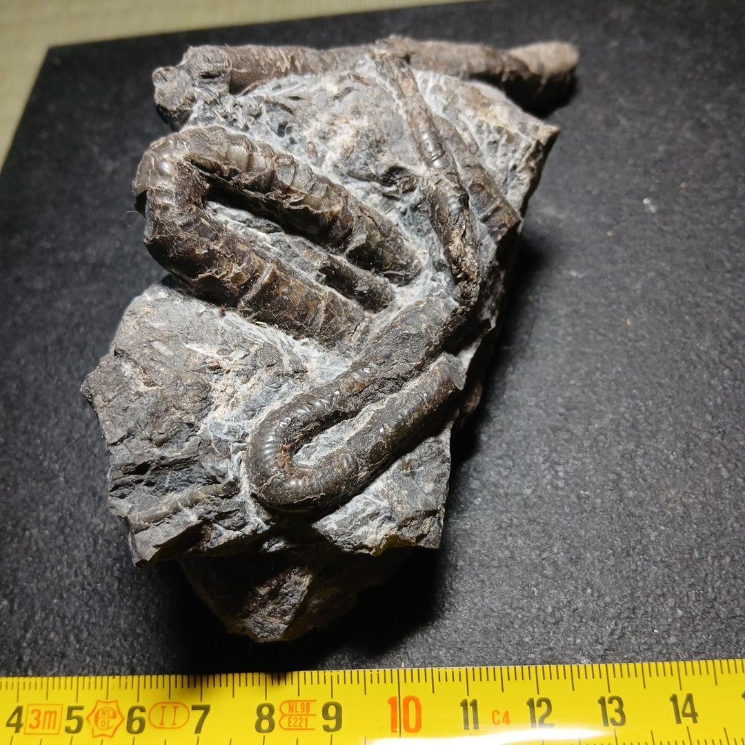 北海道産異常巻きアンモナイ群生化石