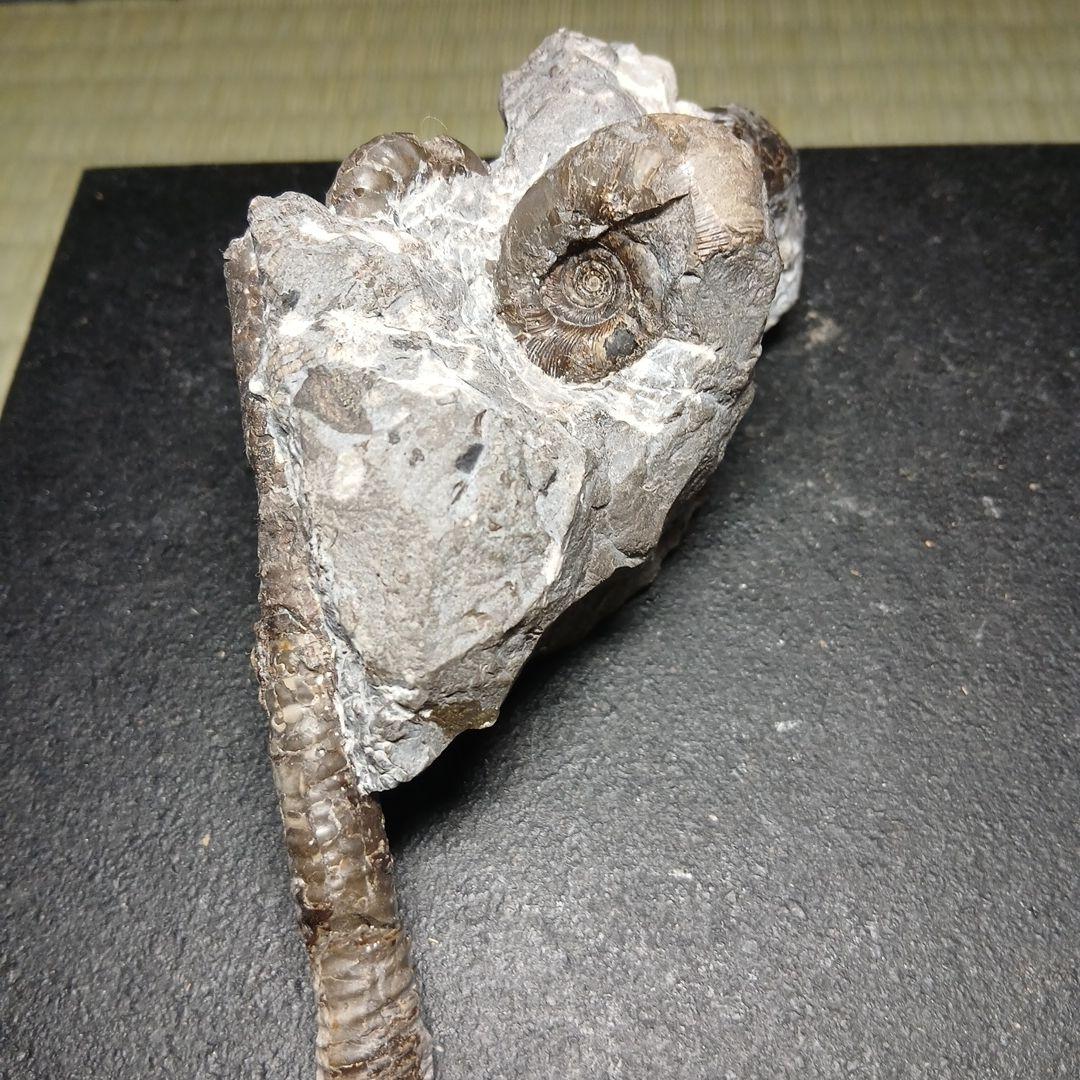 北海道産異常巻きアンモナイ群生化石