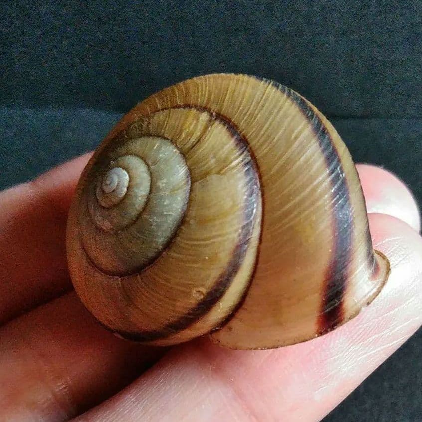 骨格　標本　カタツムリ　殻　美品　３５mm