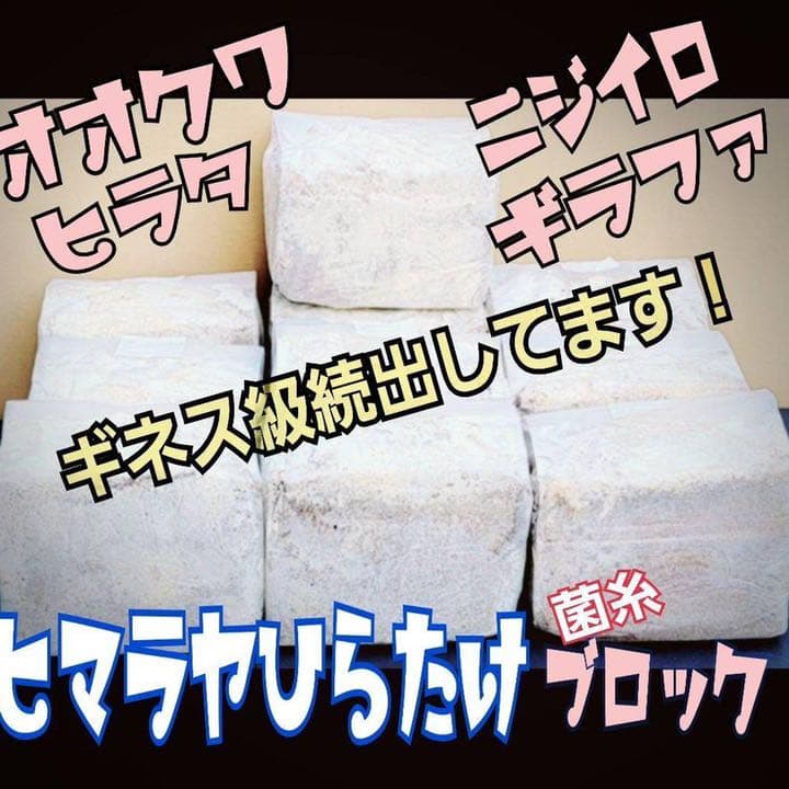 極上！ヒマラヤひらたけ菌糸ブロック【8個】初菌のみ使用！国産オオクワ85ミリ実績