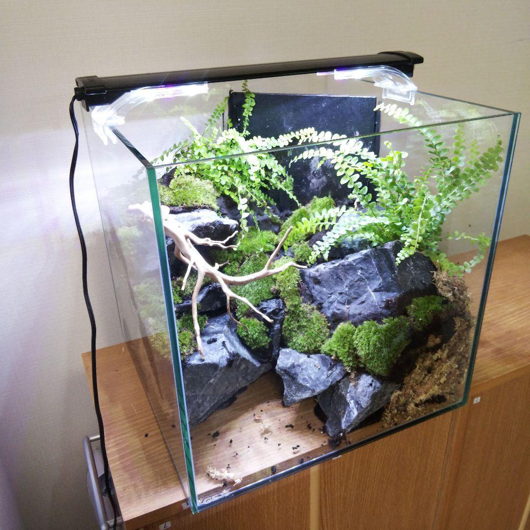 【受注生産】イモリウム 苔テラリウム 滝のあるアクアテラリウム