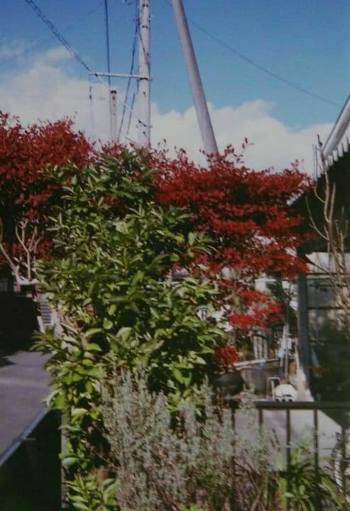 Olympus 35 RC　試験撮影済