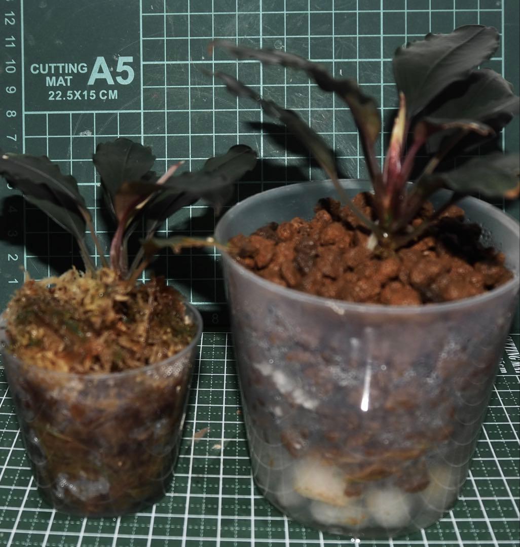 Bucephalandra sp. ”Semadang”TB