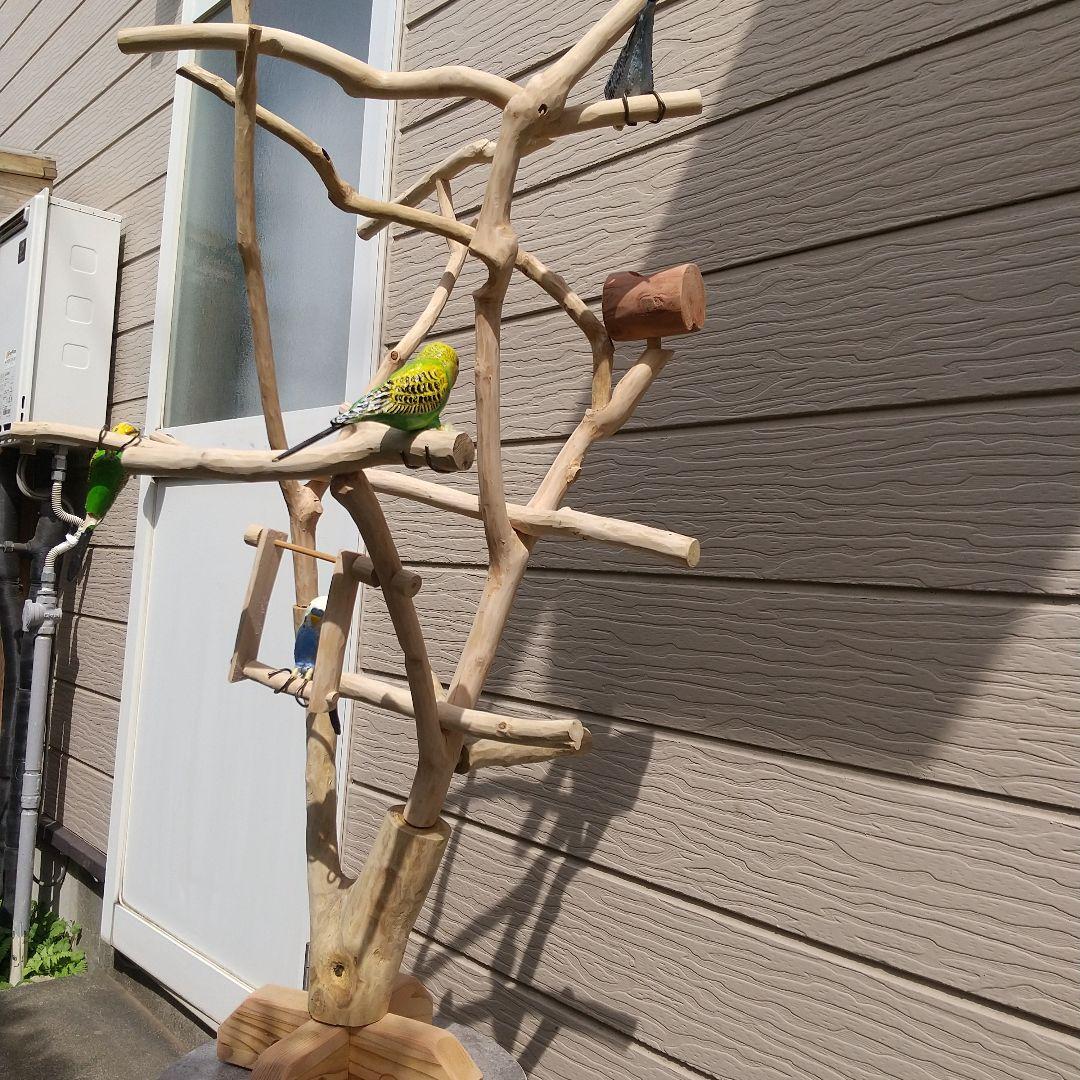 小鳥の楽園バードアスレチックツリージム