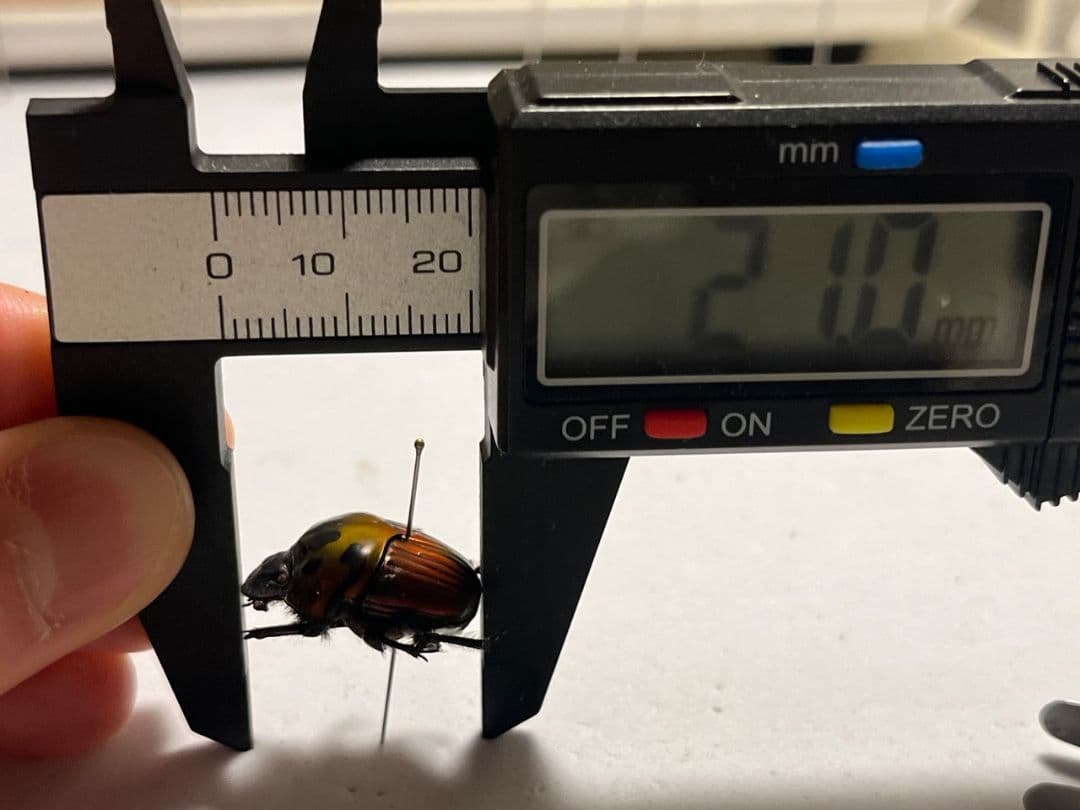 【極美真紅】アカツヤダイコクコガネ フンチュウ糞虫昆虫標本甲虫