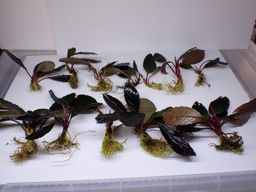 み*！様 ブセファランドラスケルトンキング12株