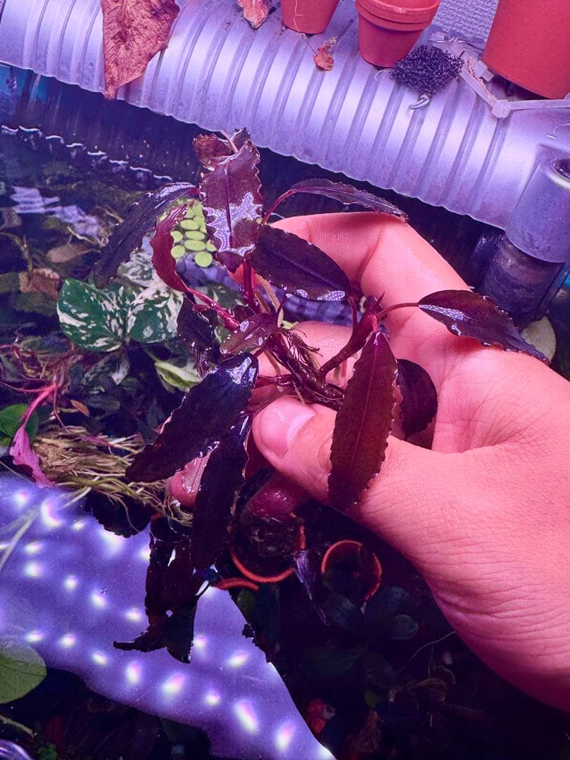 ブセファランドラspゴーストカリマンタン 群生株　大株　 分岐株　5株あり