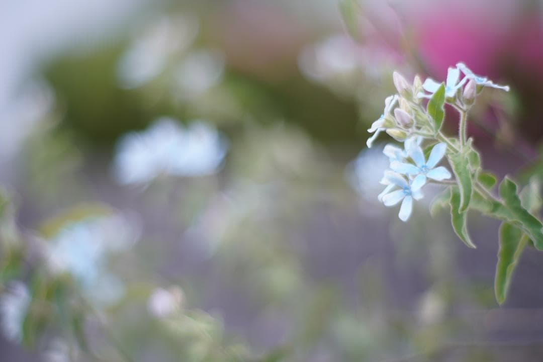 LEICA SUMMILUX-R 80mm F1.4 ２カム