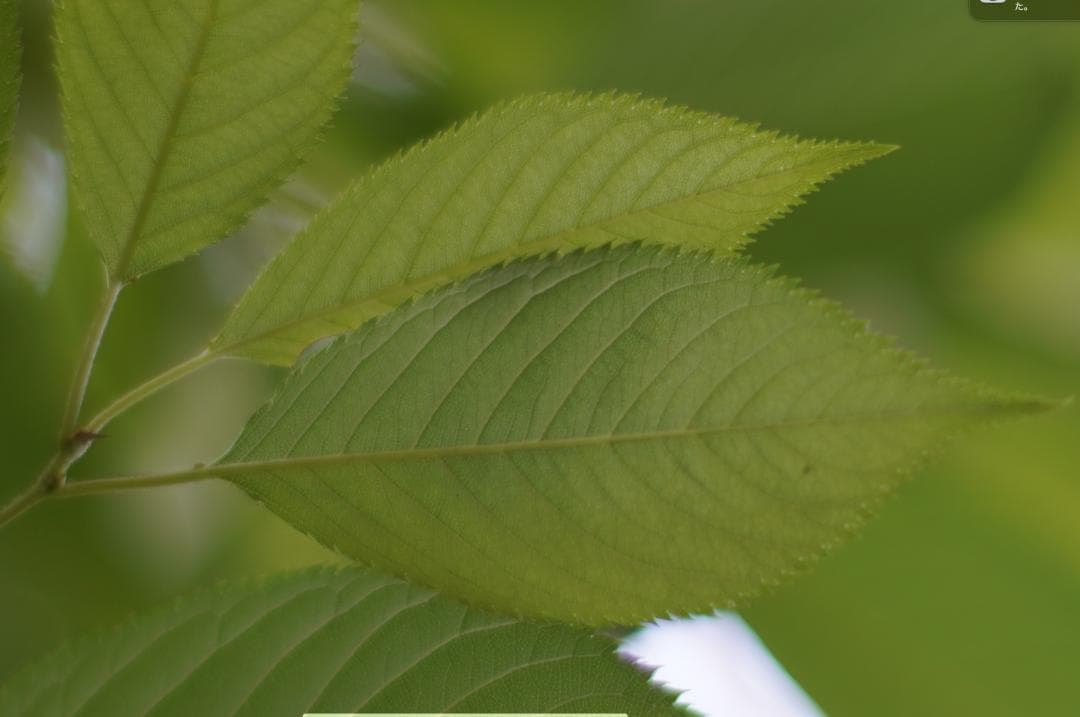 LEICA SUMMILUX-R 80mm F1.4 ２カム